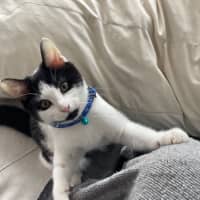 Photo of 🍪 Cookie 🍪 