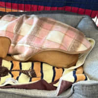 Photo of Bella   14 Week Old Mastiff X