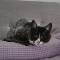 Photo of Cassiopeia (Was Truffle)