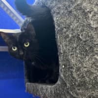 Photo of Pexie