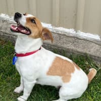 Photo of Chilli   3 Year Old Jack Russell Terrier