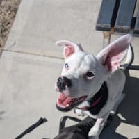Photo of Dapple
