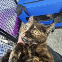 Photo of Princess Kittens