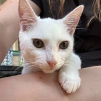 Photo of Cauliflower