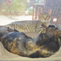 Photo of Nala