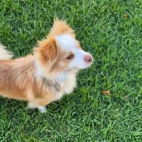 Photo of Oliver