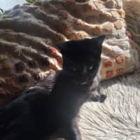 Photo of Cherry 