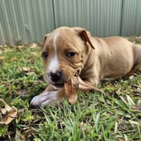 Photo of Bess