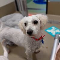 Photo of April (In Foster Care) (In Hold)