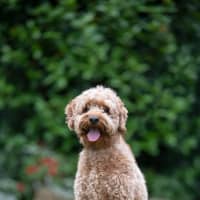 Photo of Crumpet