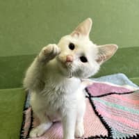 Photo of Buffy The Fluffy Slayer