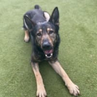 Photo of Dodger