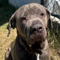 Photo of Koda (1068)