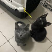 Photo of Macaria **2nd Chance Cat Rescue**