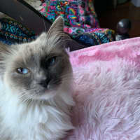 Photo of Mish (Ragdoll)
