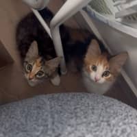 Photo of Jalapeno & Mozzarella