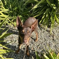 Photo of Winnie Harlow