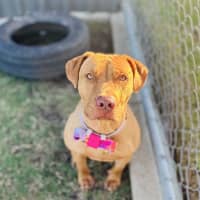 Photo of Sadie