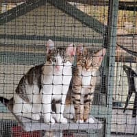 Photo of Donald And Daisy