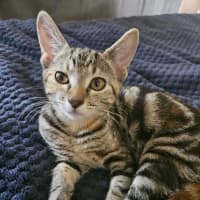 Photo of Ophelia