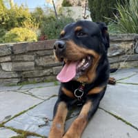 Photo of Nala 