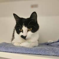 Photo of Chilled Out Cherry