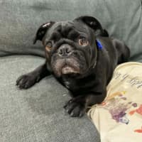 Photo of Peggy   5 Year Old French Bulldog X Pug