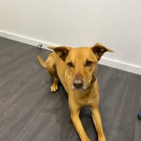 Photo of Skipper   3 Year Old Kelpie X (Trial)