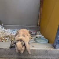 Photo of Miffy