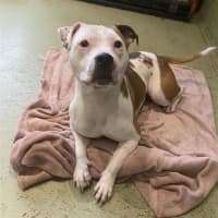 Photo of Suki