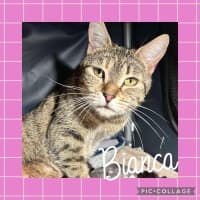 Photo of Bianca 