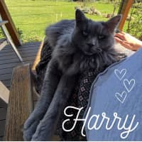 Photo of 💙 Harry 💙