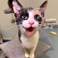 Photo of Chicken Schnitz