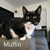 Photo of Muffin