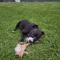 Photo of Lola   10 Week Old Boxer X