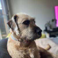 Photo of Flake