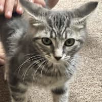 Photo of Fluffy