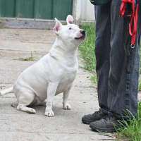 Photo of Stella
