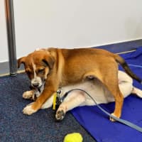 Photo of Bagel