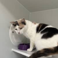 Photo of Tinkerbell