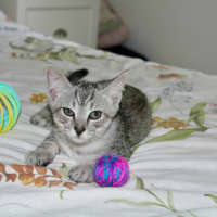 Photo of Tigger