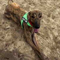Photo of Richie The Greyhound 