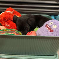 Photo of Taz   8 Week Old Cattle Dog X Kelpie