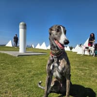 Photo of Maia, The Greyhound