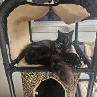 Photo of Anise
