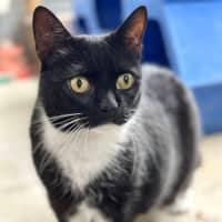 Photo of Piper