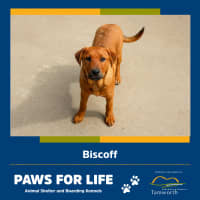 Photo of Biscoff