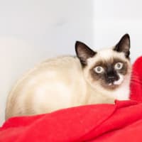 Photo of Charlie