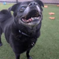 Photo of Cosmo