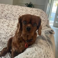 Photo of Lilly 